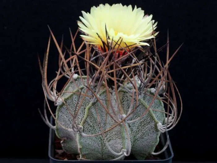 Astrophytum capricorne (cactus cuerno de cabra)