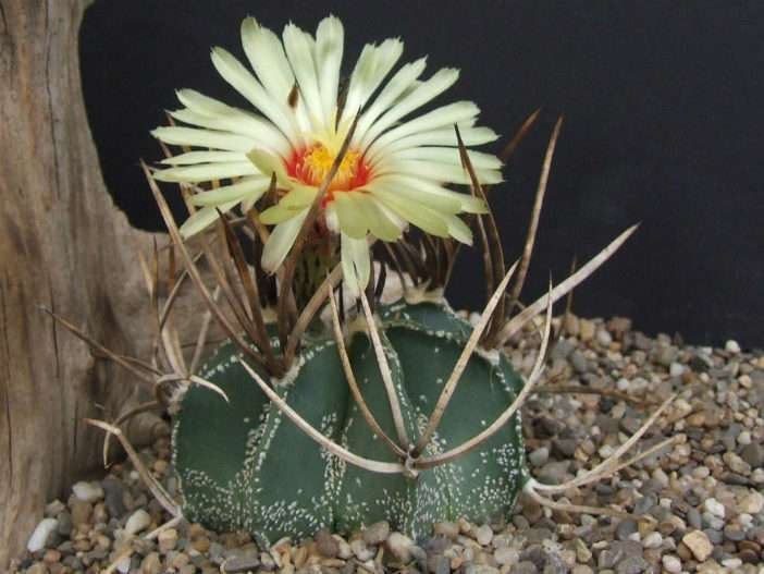 Astrophytum capricorne var.  niveum - Cuernos de cabra