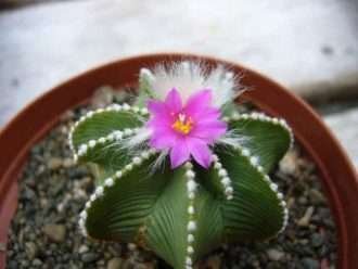 Aztekium hindonii