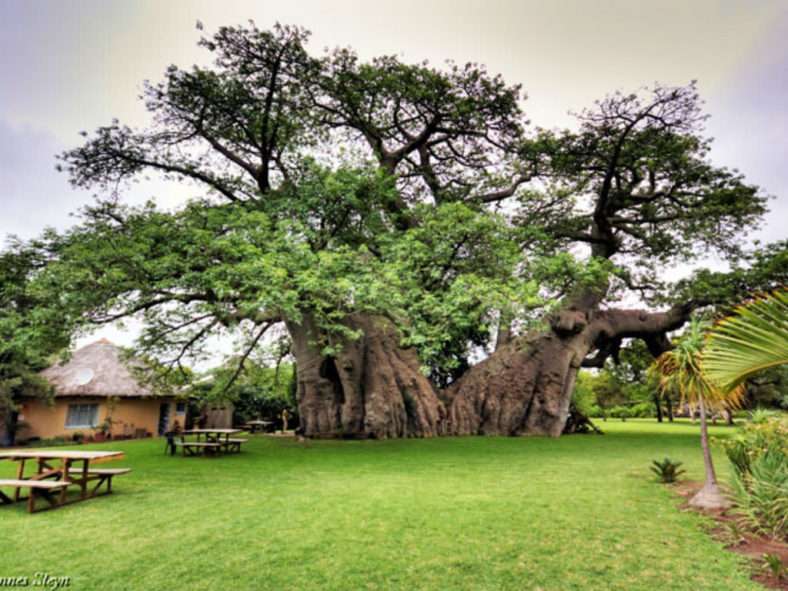 Baobab (árbol de la vida de África)