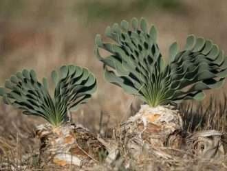 Boophone haemanthoides (planta del siglo Namaqua)