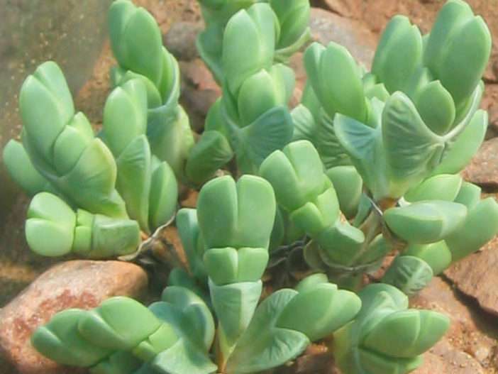 Braunsia apiculata - Planta de hielo