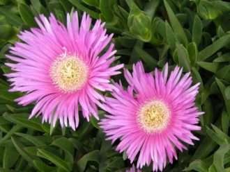 Carpobrotus acinaciformis (Sally-mi-guapo)