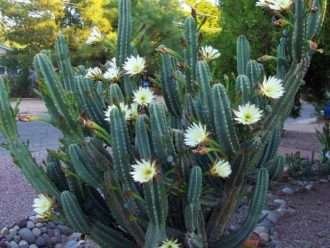 Cereus hildmannianus subsp.  uruguayanus (cactus de cobertura espinosa)