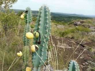 Cereus lanoso