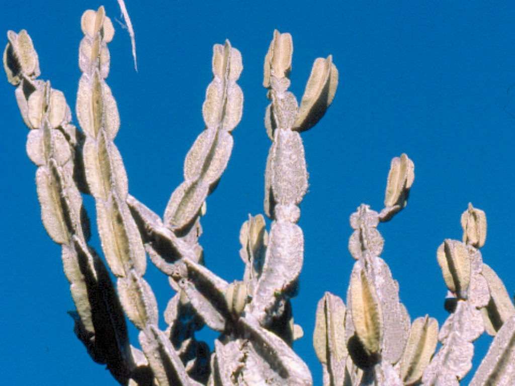 Cereus pierre-braunianus