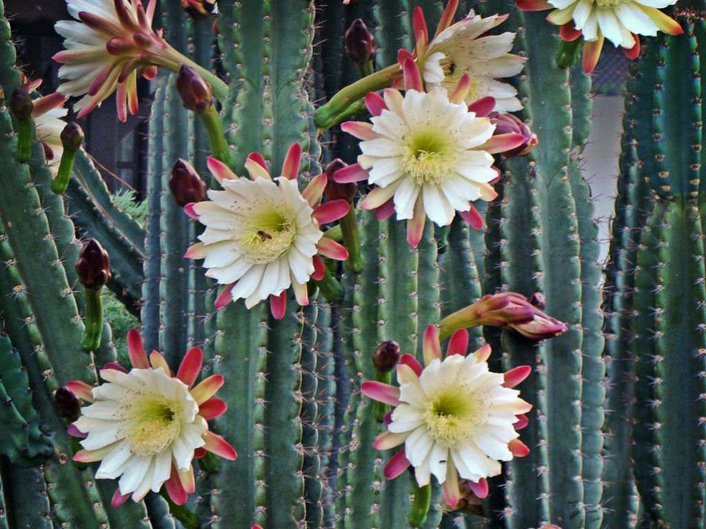 Cereus repandus (cactus de manzana peruano)