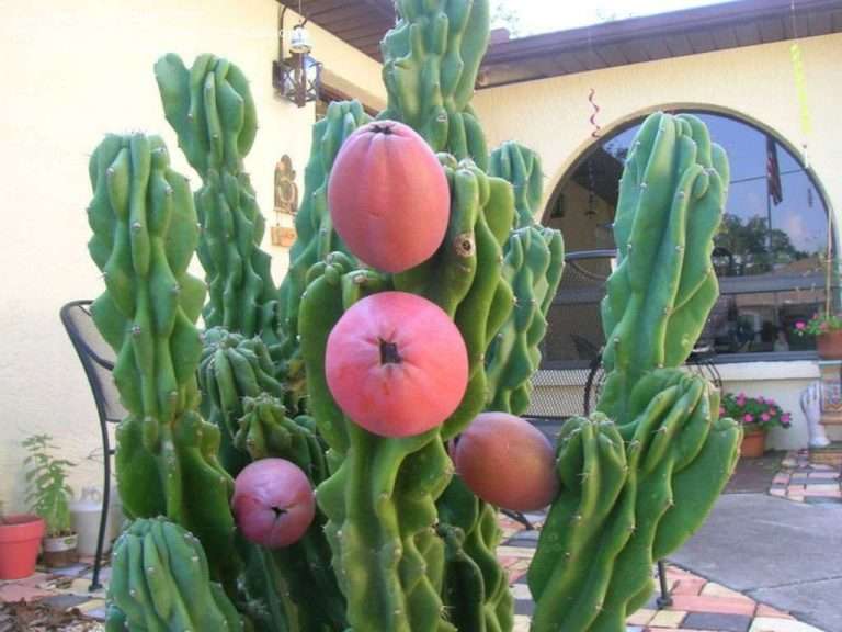 Cereus repandus f.  monstruosus (Monstrose Apple Cactus) también conocido como Cereus peruvianus f.  monstruoso