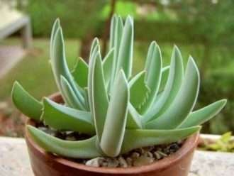 Cheiridopsis denticulata (hierba de alfombra)