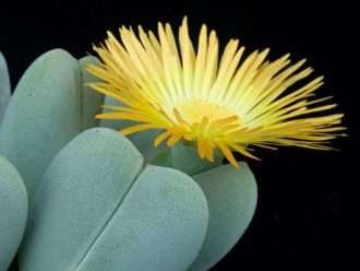 Cheiridopsis pillansii