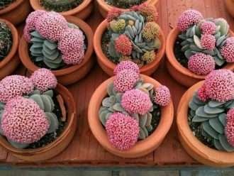 Crecer y cuidar Crassula (Crassula 'Belleza de Morgan')