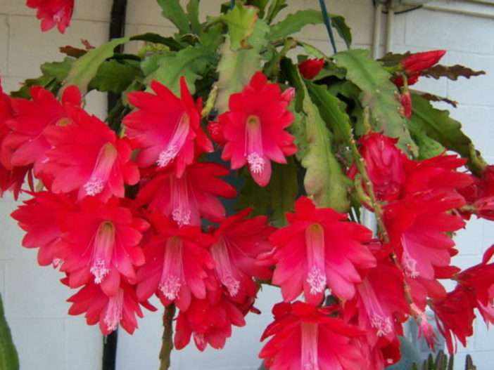 Cultivar y cuidar el cactus orquídea roja (Disocactus ackermannii)