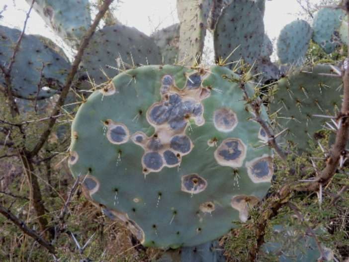 Hongo de cactus
