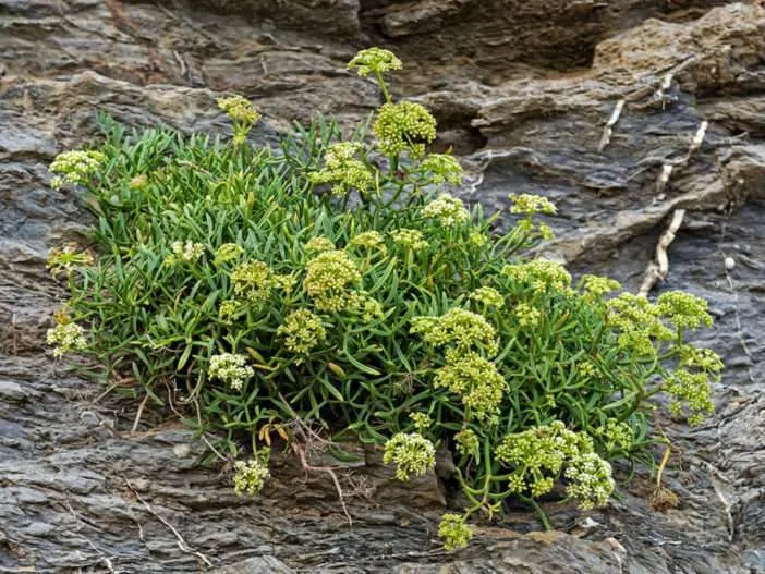 Cultivar y cuidar Samphire de roca (Crithmum maritimum)