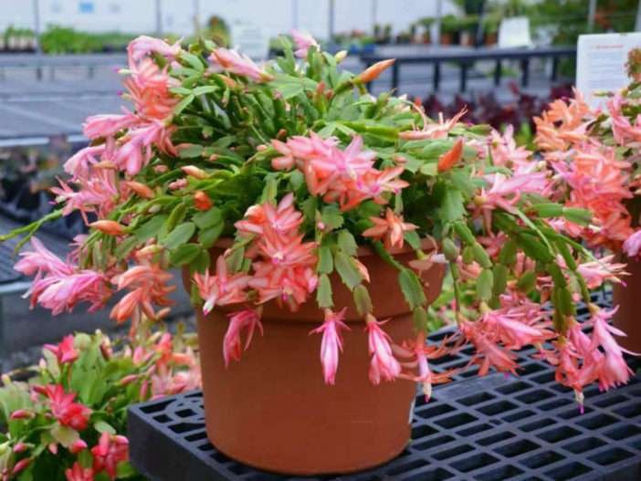 Cactus de acción de gracias