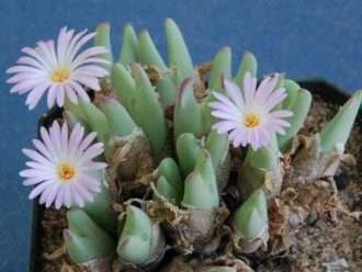 Conophytum bilobum subsp. gracilistylum