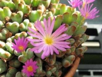 Conophytum chauvinae