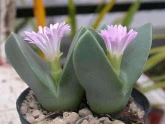 Conophytum herreanthus subsp.  rex