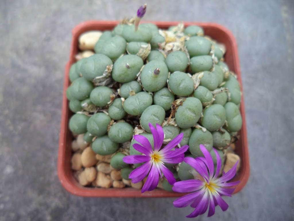Conophytum minutum (bola pequeña)