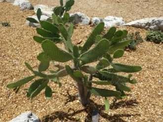 Consolea corallicola (cactus semáforo de Florida)