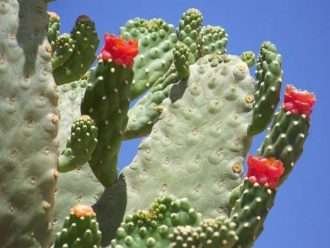Consolea rubescens (Cactus atropellado)
