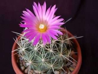 Coryphantha ramillosa (cactus Cory agrupado)