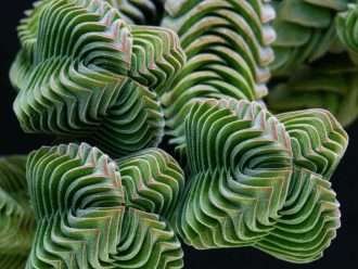 Crassula 'Templo de Buda'