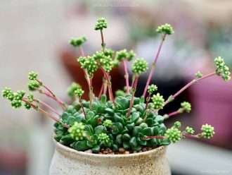 Crassula 'Helecho'