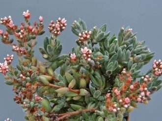 Crassula 'Justo Corderoy'