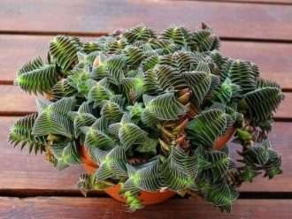 Crassula 'Pagoda Village', también conocida como Crassula capitella subsp.  thyrsiflora 'Pagoda Village'