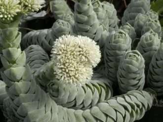 Crassula 'Pangolín'