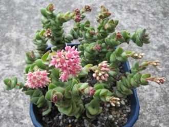 Crassula 'Torre de Jade'