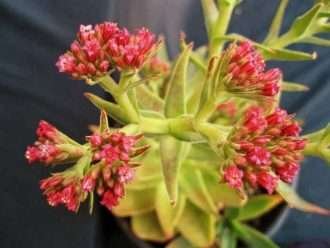 Crassula alba