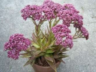 Crassula alba var.  parvisepala