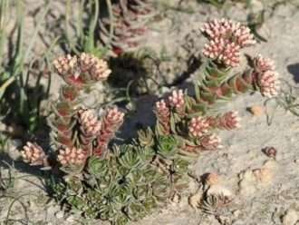 Crassula alpestris