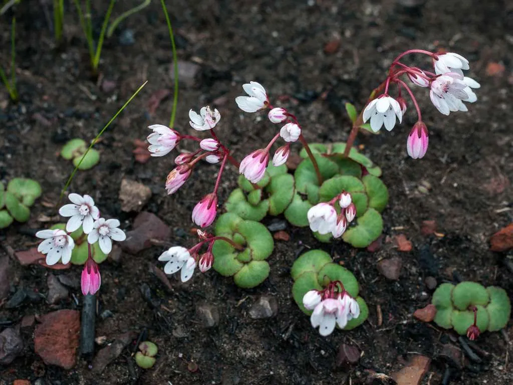 Crassula capensis (Cabo Campanilla Blanca)