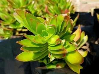 Crassula capitella (Planta de Fogata)