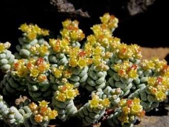 Crassula coralina (Coral Crassula)