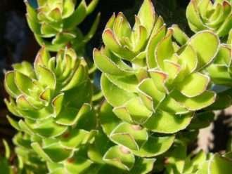 Crassula dejecta (Doily Crassula) alias Crassula undulata