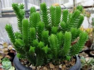 Crassula ericoides (cordón de látigo grande)
