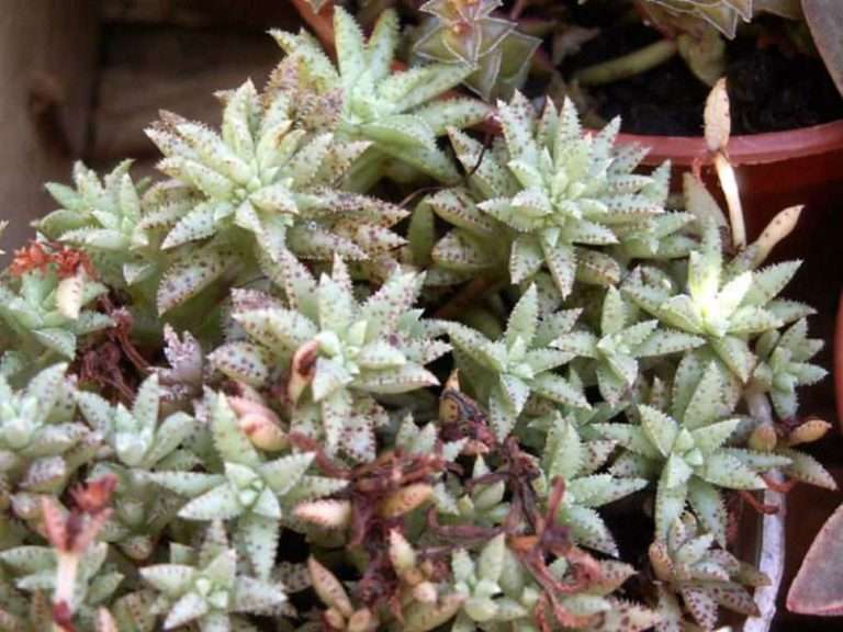 Crassula exilis subsp.  sedifolia