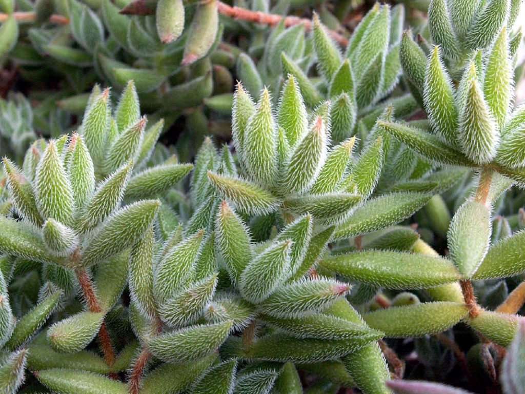 Crassula mesembryanthemoides también conocida como Crassula mesembryanthemoides