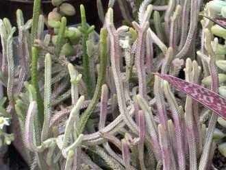 Crassula mucosa f.  variegata (cadena de reloj)