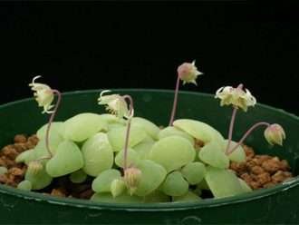 Crassula nemorosa