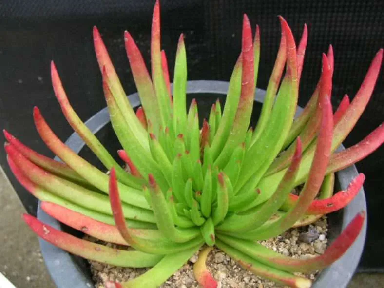 Crassula nudicaulis 'Cuernos del diablo'