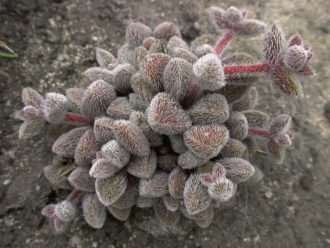 Crassula obovata var. dregeana - Crassula peluda