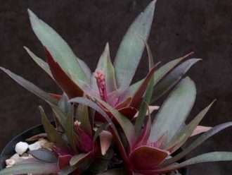 Crassula orbicularis var.  rosularis