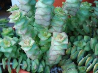 Crassula perforata