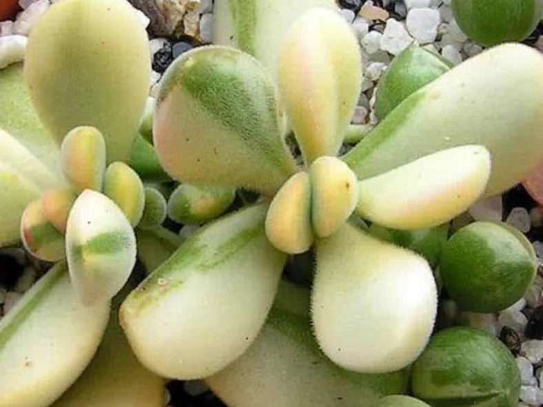 Crassula rogersii f.  variegata