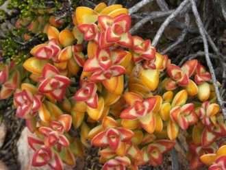 Crassula rupestris (Rosario Vine)